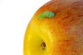 Caterpillar eat an apple Royalty Free Stock Photo