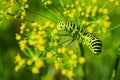 Caterpillar eat a fragrant dill. Royalty Free Stock Photo