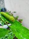Caterpillar eat leaf from lime tree Royalty Free Stock Photo