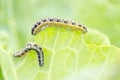 Caterpillar eating cabbage leaf Royalty Free Stock Photo