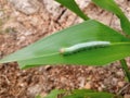 Caterpillar eating corn leaves