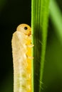 Big transparent yellow caterpillar crawling on a grass leaf