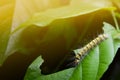 caterpillar eating green leaf in the morning Royalty Free Stock Photo