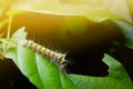caterpillar eating green leaf in the morning Royalty Free Stock Photo