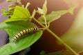 caterpillar eating green leaf in the morning Royalty Free Stock Photo