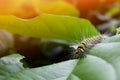 caterpillar eating green leaf in the morning Royalty Free Stock Photo