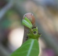 Caterpillar eating green leaf Royalty Free Stock Photo