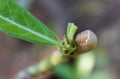 Caterpillar eating green leaf Royalty Free Stock Photo