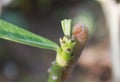 Caterpillar eating green leaf Royalty Free Stock Photo