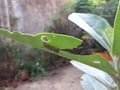 Caterpillar eating green leaves of a plant Royalty Free Stock Photo