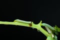 Caterpillar eating green plant with black background. Royalty Free Stock Photo