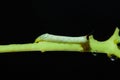 Caterpillar eating green plant with black background. Royalty Free Stock Photo