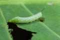 Caterpillar eating green plant with dung. Royalty Free Stock Photo