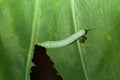 Caterpillar eating green plant with dung. Royalty Free Stock Photo