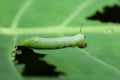 Caterpillar eating green plant with dung. Royalty Free Stock Photo