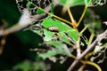 Caterpillar eating leaf Royalty Free Stock Photo
