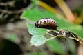 Caterpillar eating leaf Royalty Free Stock Photo