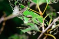 Caterpillar eating leaf Royalty Free Stock Photo