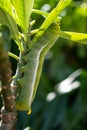 Caterpillar eating leaf, Giant green worm crawling on tree branches while eating leave