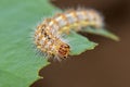 Caterpillar eating leaf on a green leaf Royalty Free Stock Photo