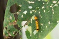 Caterpillar eating leaves as food. Royalty Free Stock Photo