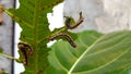A caterpillar is eating leaves before becoming a butterfly Royalty Free Stock Photo
