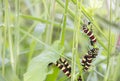 Caterpillar eating leaves Royalty Free Stock Photo