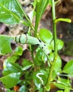 a caterpillar eating the leaves of an orange plant Royalty Free Stock Photo