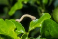 caterpillar eating leaves tree pests Royalty Free Stock Photo