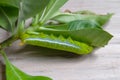 Caterpillar eating leaves on a white background Royalty Free Stock Photo