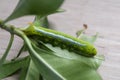 Caterpillar eating leaves on a white background Royalty Free Stock Photo