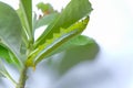 Caterpillar eating leaves on a white background Royalty Free Stock Photo