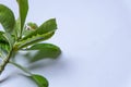 Caterpillar eating leaves on a white background Royalty Free Stock Photo