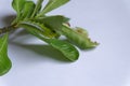 Caterpillar eating leaves on a white background Royalty Free Stock Photo