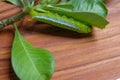 Caterpillar eating leaves on a white background Royalty Free Stock Photo