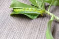 Caterpillar eating leaves on a white background Royalty Free Stock Photo