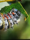 Caterpillar eating leaves, worms, Rainforest, leaves Royalty Free Stock Photo