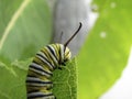 Caterpillar Eating Milkweed Royalty Free Stock Photo