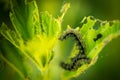 Caterpillar eating on a nettle Royalty Free Stock Photo