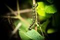 Caterpillar eating on a nettle Royalty Free Stock Photo