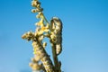 Caterpillar eating plant with blue sky on background Royalty Free Stock Photo