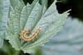 green caterpillar eating plant leaves Royalty Free Stock Photo