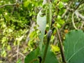 Caterpillar eating plant stem Royalty Free Stock Photo