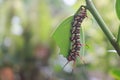 A caterpillar eats a green leaf Royalty Free Stock Photo