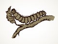 The caterpillar eats a leaf. Vector drawing