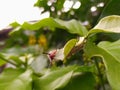 The caterpillar eats leaves Royalty Free Stock Photo