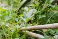 caterpillar that eats leaves Royalty Free Stock Photo