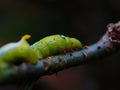 Caterpillar eats leaves Royalty Free Stock Photo