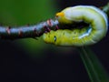Caterpillar eats leaves Royalty Free Stock Photo
