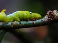 Caterpillar eats leaves Royalty Free Stock Photo